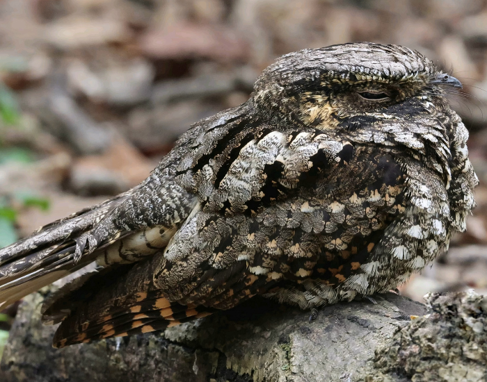 a Eastern Whip-poor-will bird on the ground camouflaged
