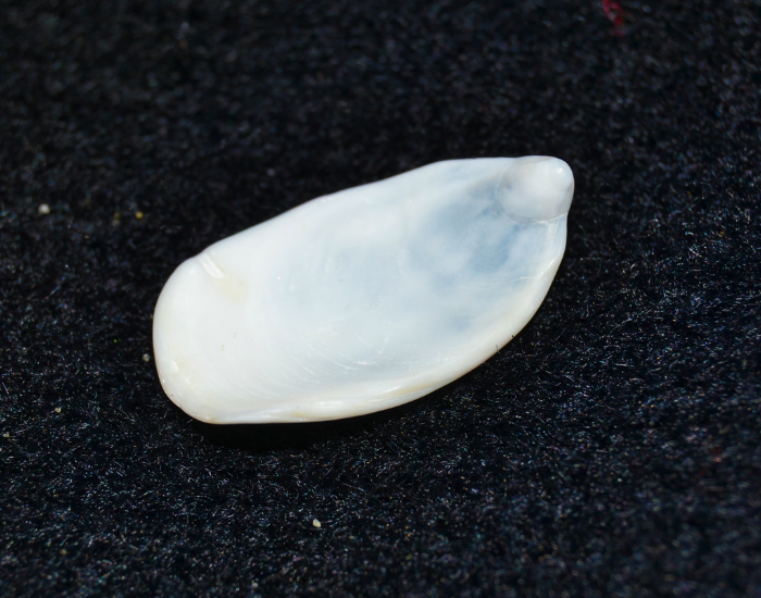 Eastern-White-Slipper-Snail-Crepidula-plana.webp Eastern White Slipper Snail with a black background