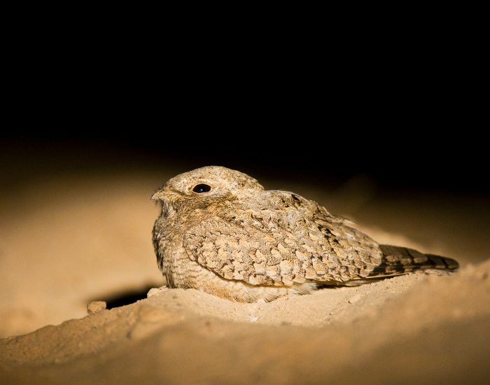 Egyptian Nightjar laying on sand at night