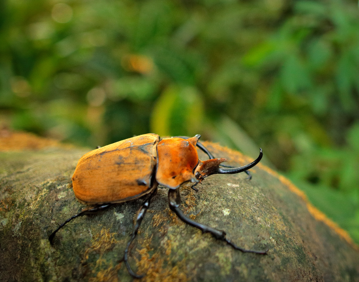 Elephant-Beetle-Megasoma-elephas.webp close up of a Elephant Beetle on top of a rock