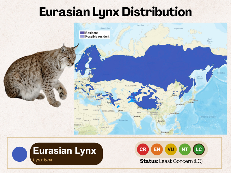 Eurasian-Lynx-Distribution-map.webp Eurasian lynx distribution or range map in eurasia