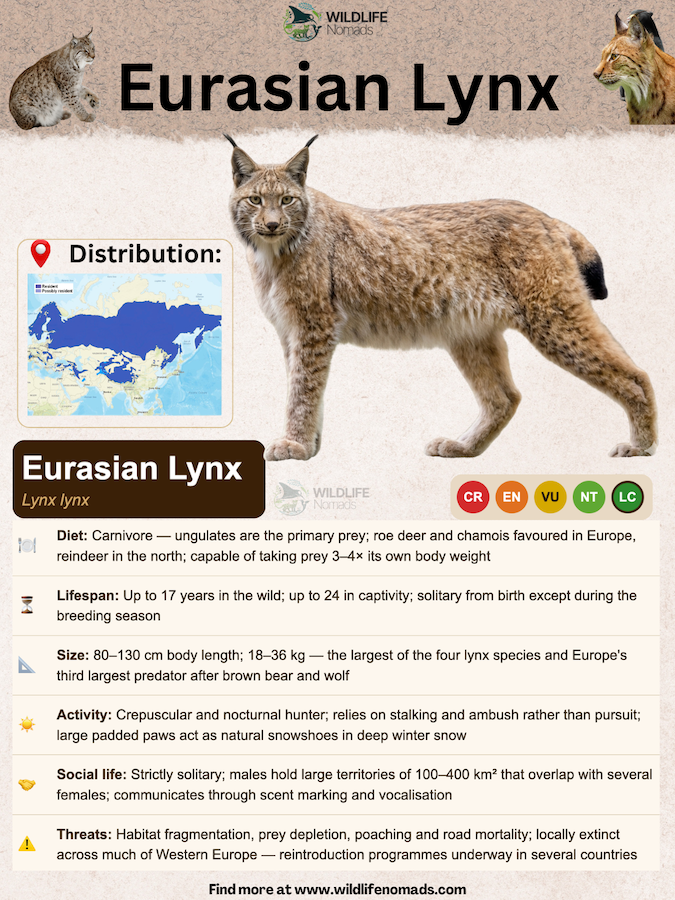 Eurasian-Lynx-species-animal-profile.webp Eurasian lyn species animal card showing information such as diet, distribution and social life