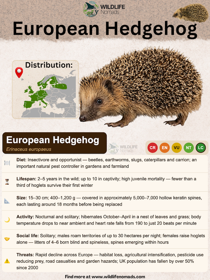 European-Hedgehog-Erinaceus-europaeus-animal-profile.webp European Hedgehog animal species profile