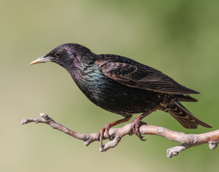 European-Starling-Sturnus-vulgaris.webp European Starling standing on a tree