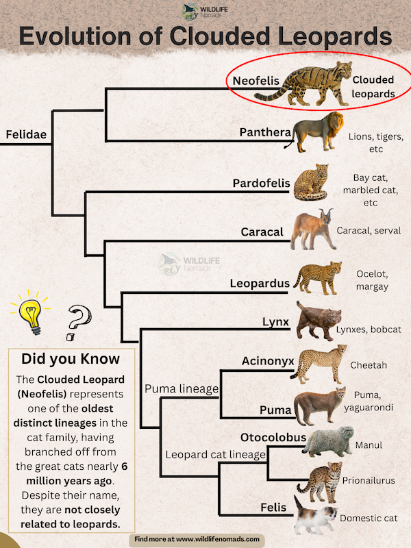 Evolution-of-Cloud-Leopards.webp Evolution of Clouded Leopards infographic showing relation ship among other cats