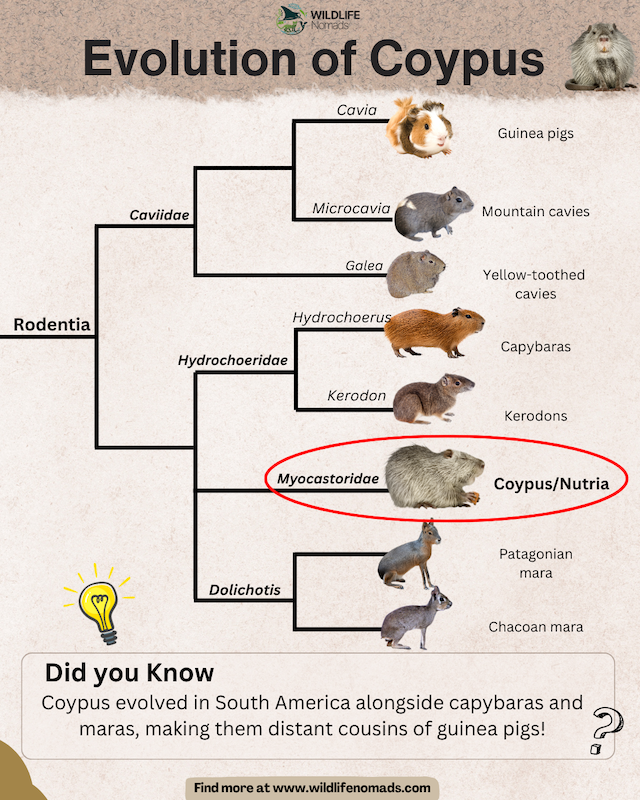 infographic showing a simple phylogenetic tree about rodentia evolution highlighting nutrias
