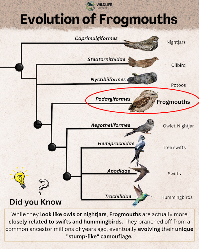 Frogmouth family tree infographic chart