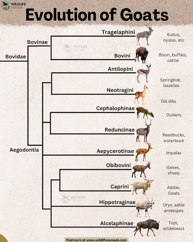 infographic showing the Evolution of Goats