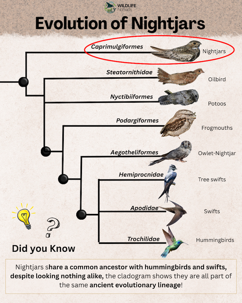 Evolution of Nightjars infographic