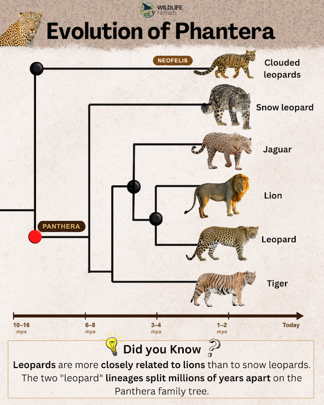 Evolution of Phantera infographic showing Evolution of Phantera
