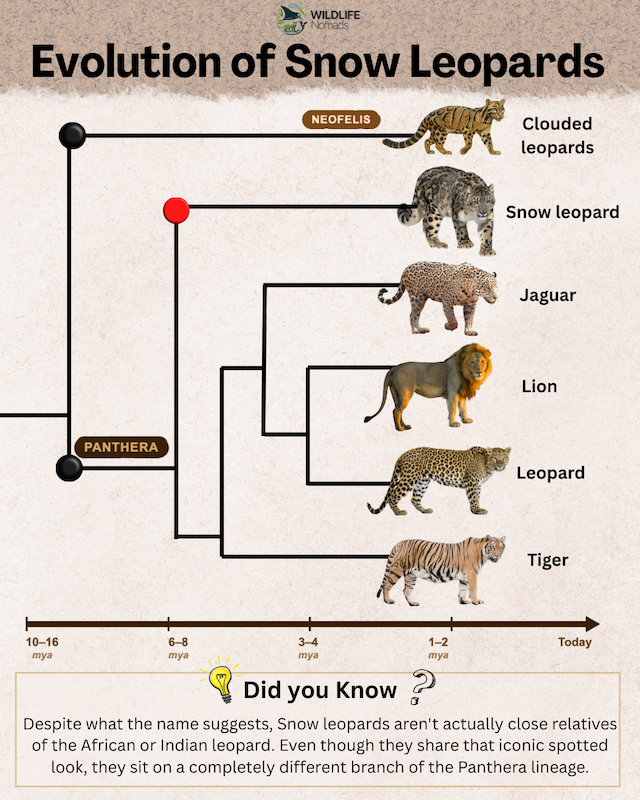 Evolution-of-Snow-Leopards.webp infographic showing the evolution of snow leopards