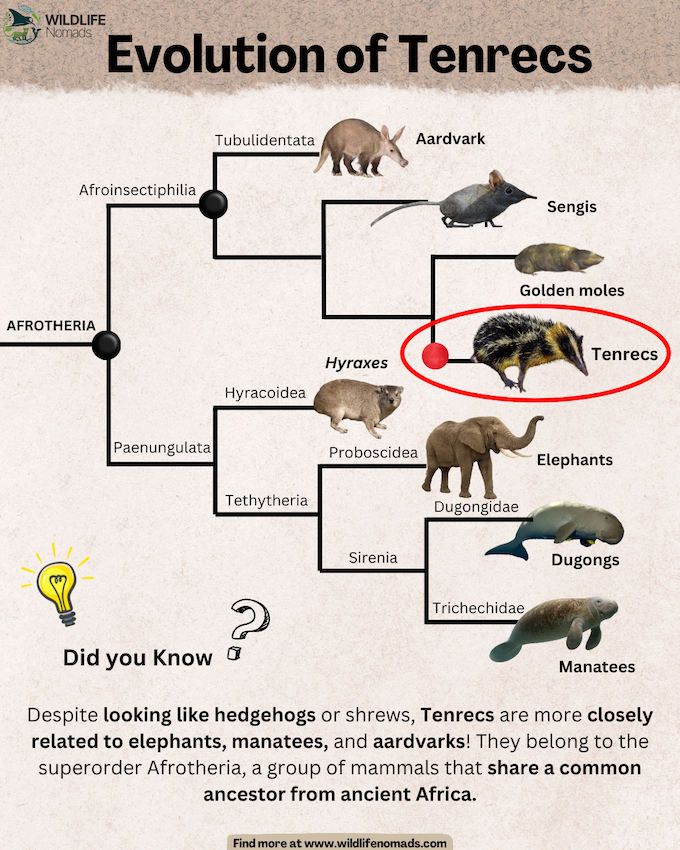 infographic chart showing Evolution of Tenrecs