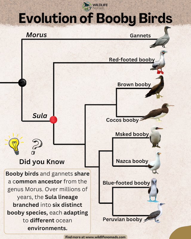 Evolution of Booby Birds infographic chart