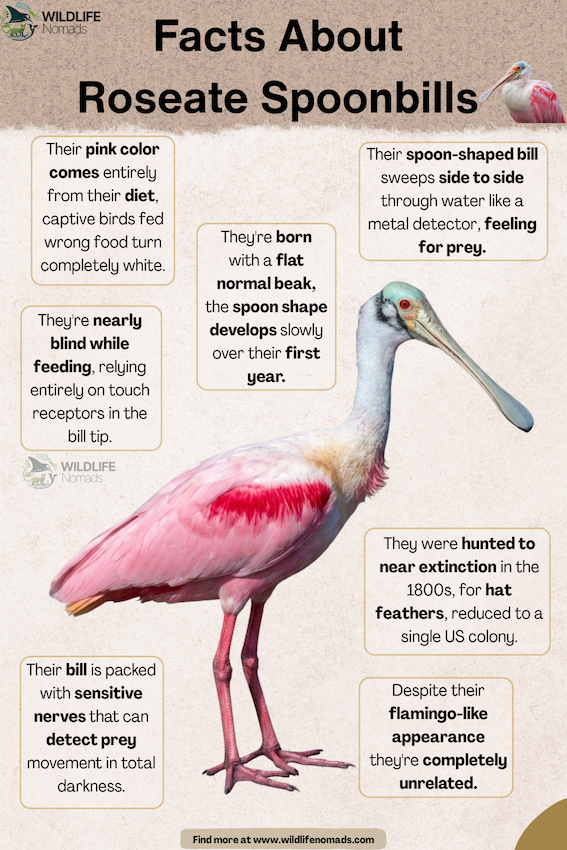 Facts-About-Roseate-Spoonbilla.webp Roseate Spoonbill fact chart
