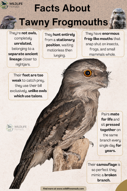 Facts-About-Tawny-Frogmouths.webp Facts About Tawny Frogmouths infographic chart