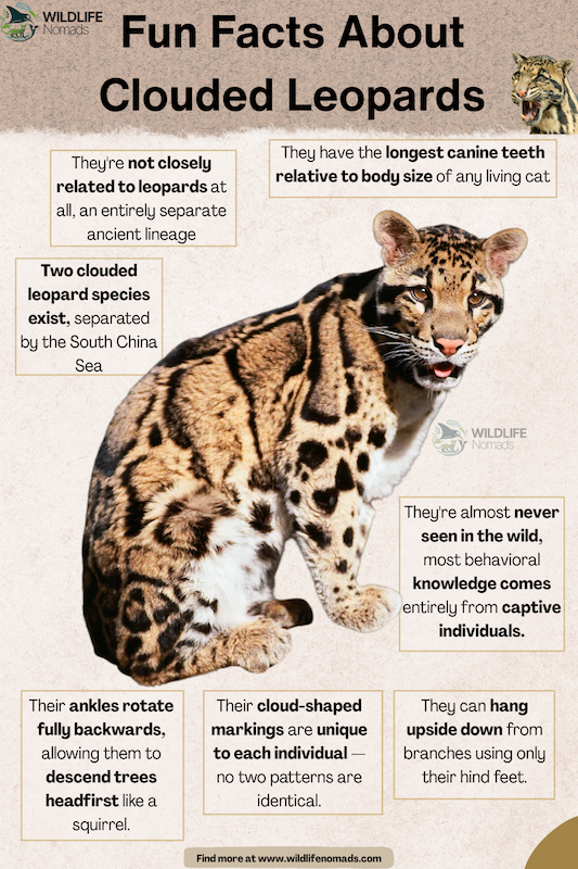 Facts-About-clouded-leopards.webp Facts About clouded leopards species anima profile showing important information