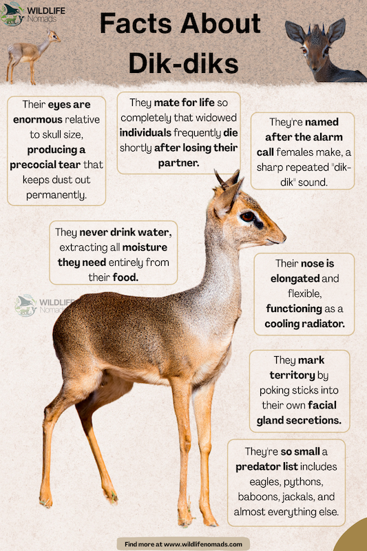 Facts About Dik-diks infographic chart