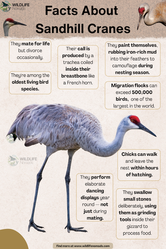 Facts-About-sandhill-cranes.webp Facts About sandhill cranes infographic chart