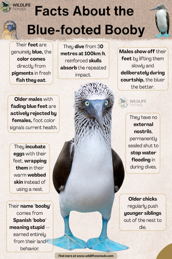 Blue-footed booby facts sample page