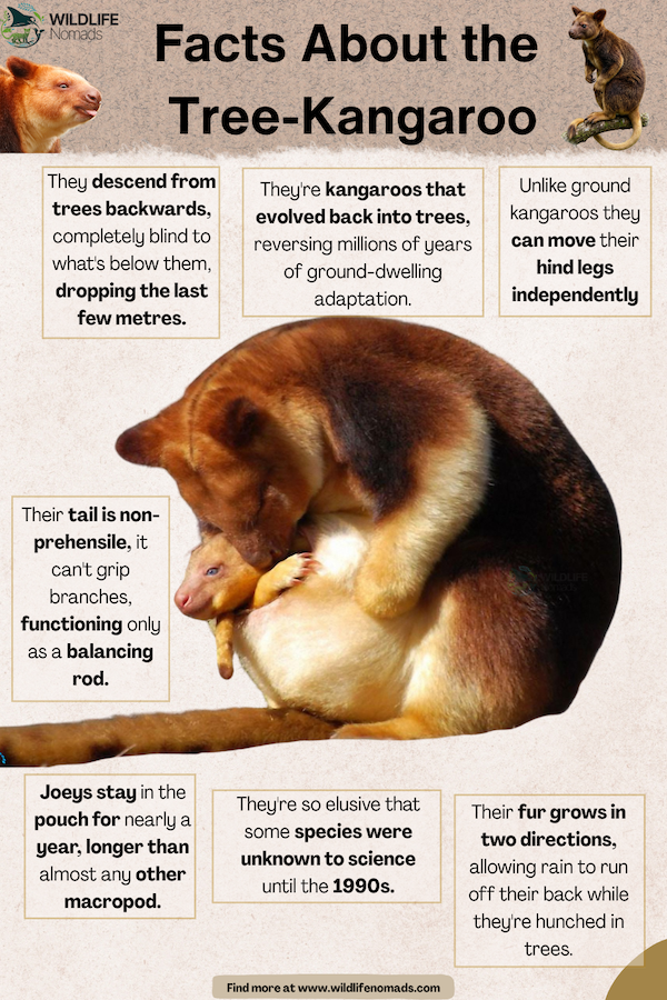 Facts About the Tree-Kangaroo infographic