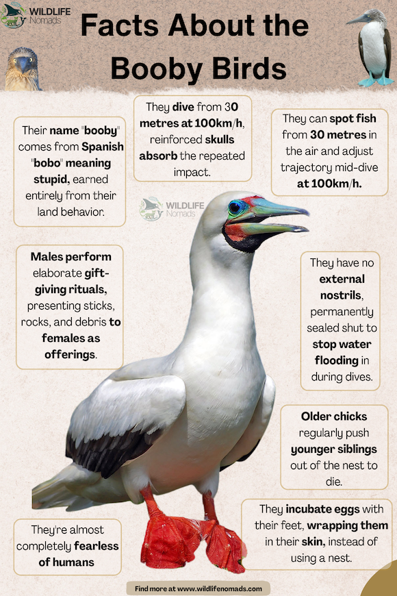 Facts About the Booby Birds