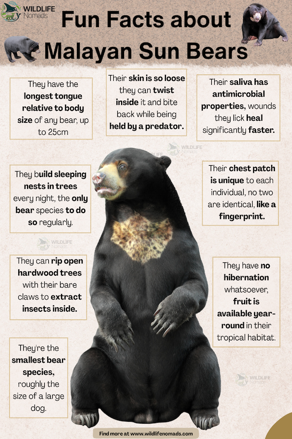 Facts-about-Malayan-Sun-Bears-infographic.webp Facts about Malayan Sun Bears infographic