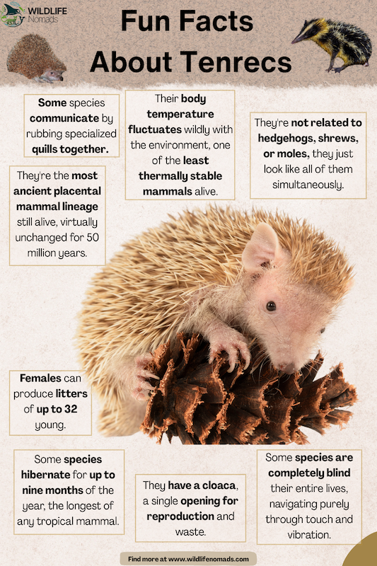 Facts about  tenrecs infographic chart