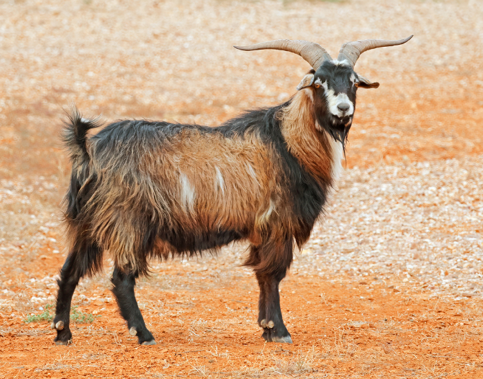 Fainting Goat in australia in the wild