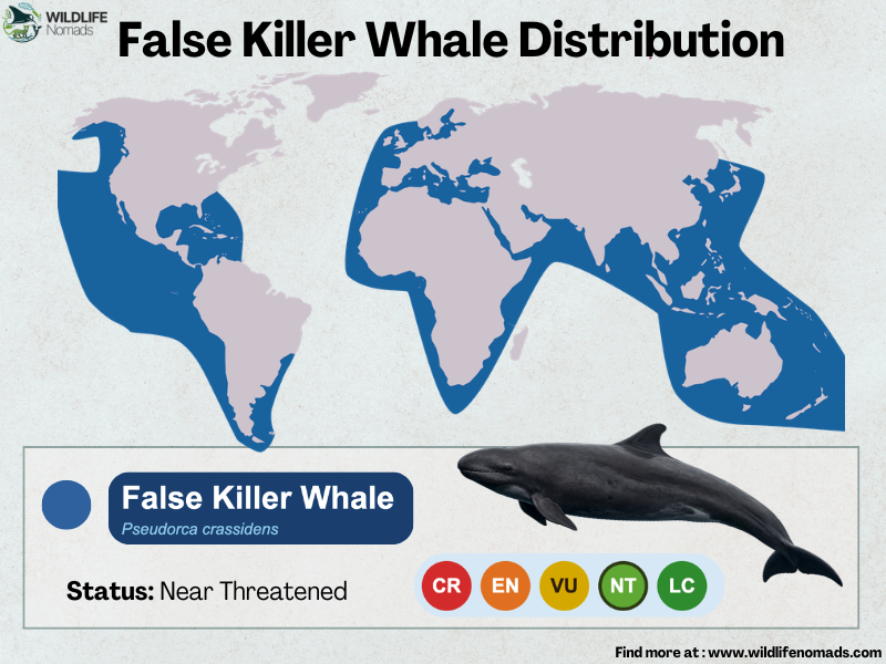 False-Killer-Whale-Distribution-map.webp false killer whale distribution map showing all the oceans