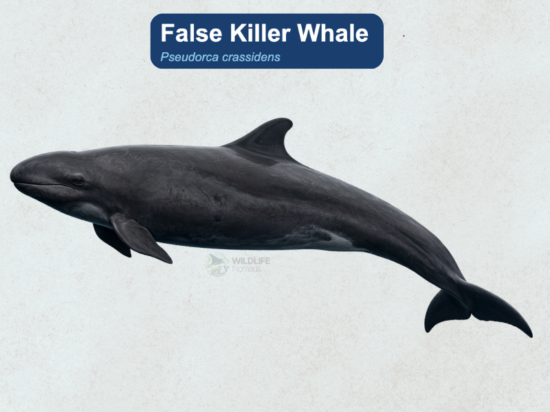 False-Killer-Whale.webp illustration of a false killer whale with light blue background