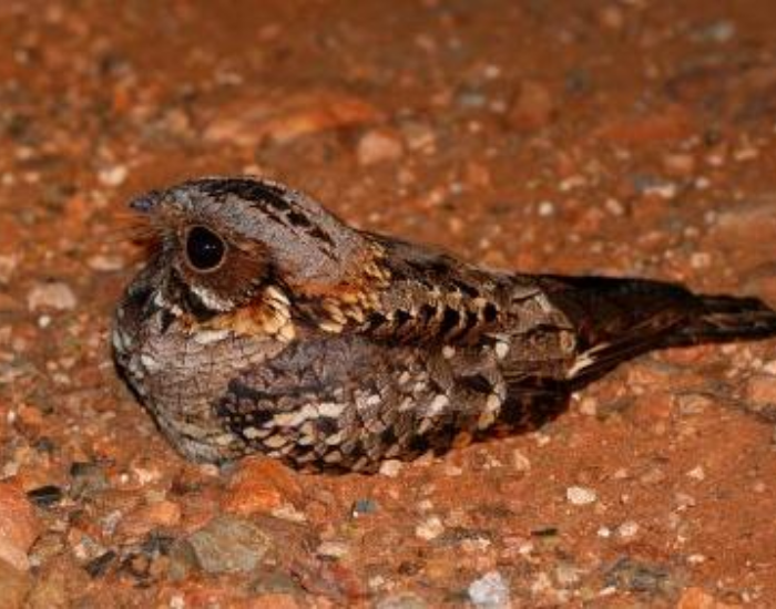 Fiery-necked Nightjar laying on the ground