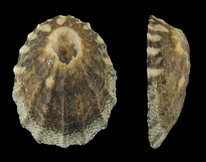 Finger-Limpet-Lottia-digitalis.webp close up of a Finger Limpet front and lateral shot with black background