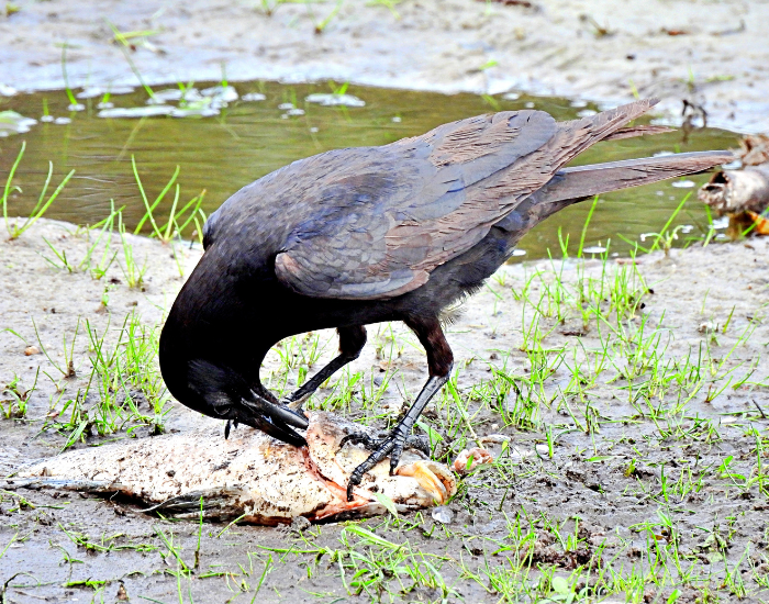 Fish-Crow-Corvus-ossifragus.webp close up of a fish crow eating a dead fish