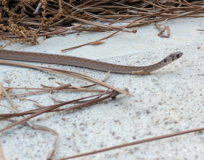 Florida Brown Snake crawling on the ground