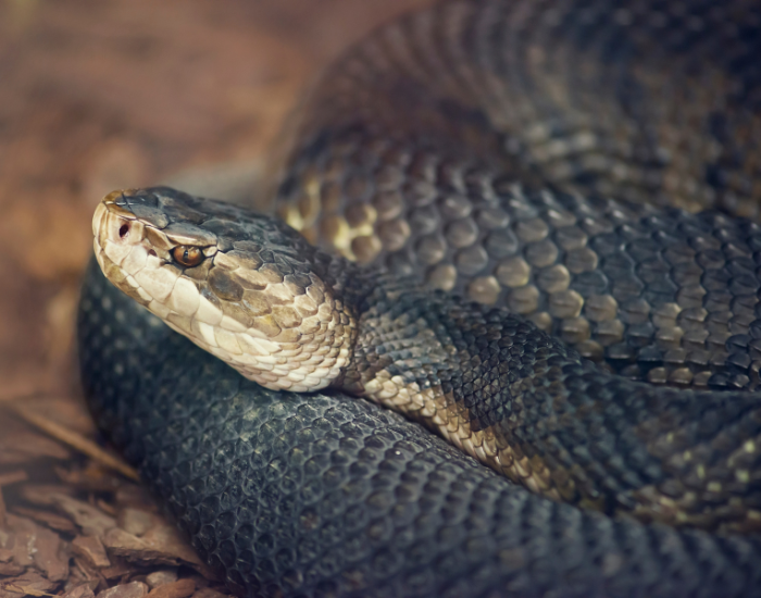 close up of a Florida Cottonmouth coiled on the ground