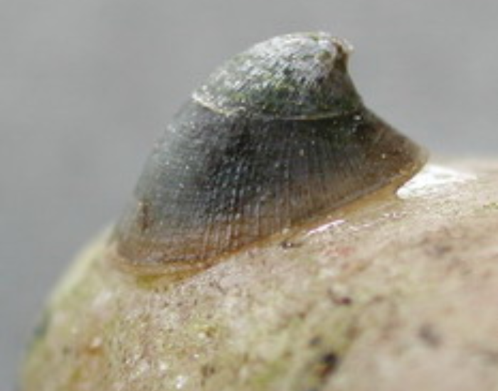 Freshwater-Limpet-Ancylus-fluviatilis.webp Freshwater Limpet on a rock, close up