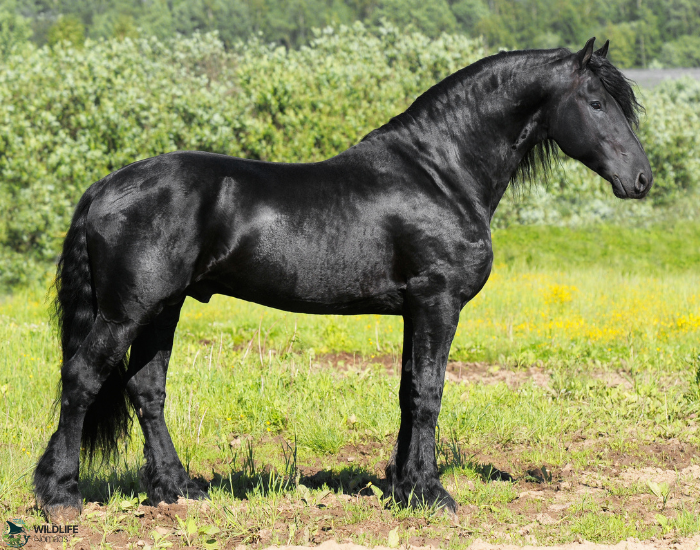 Friesian horse standing still