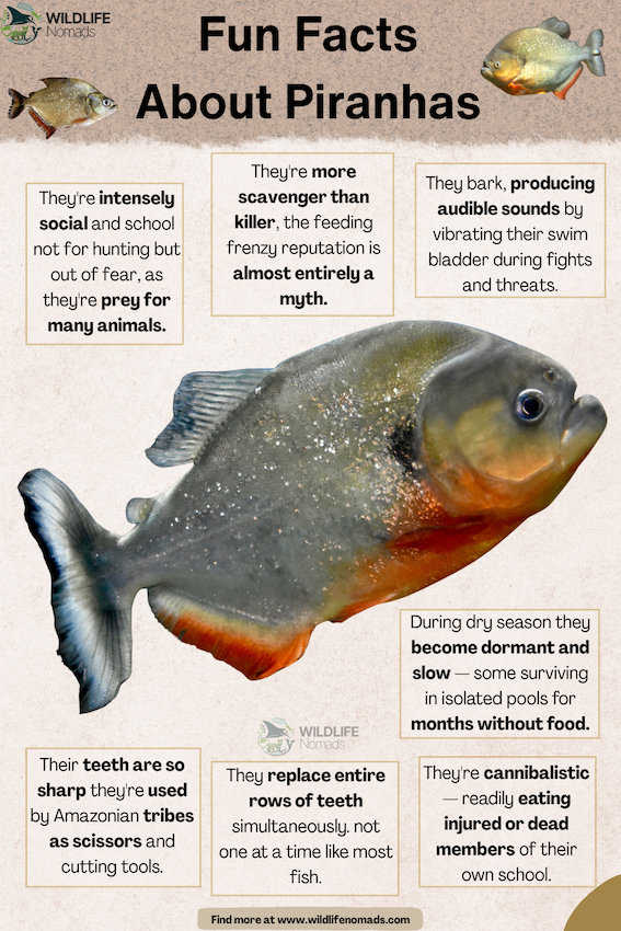 Fun-Facts-About-Piranhas-chart.webp Fun Facts About Piranhas fact chart