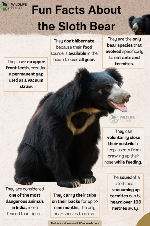 Fun-Facts-About-Sloth-Bear.webp Fun Facts About the Sloth Bear infographic