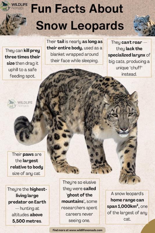Snow leopard facts sample page