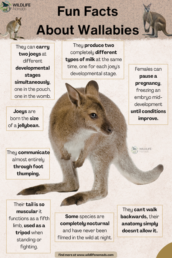 Fun Facts  About Wallabies in the centre  infographic by wildlife nomads