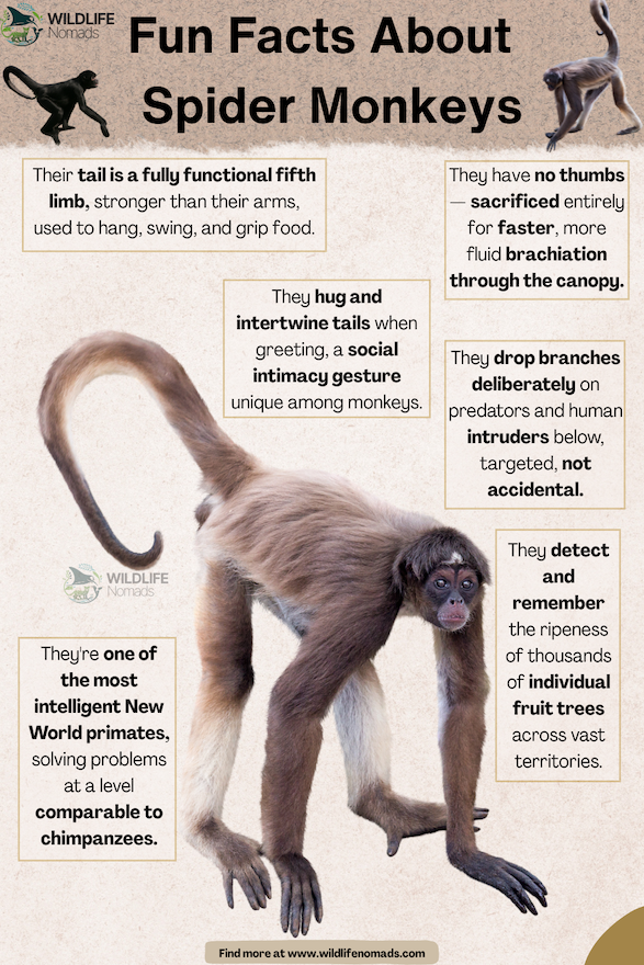 Facts About  Spider Monkeys