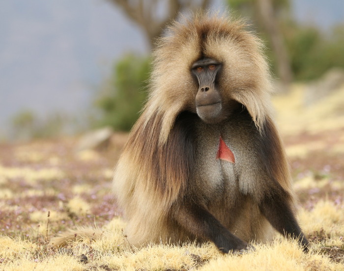 Gelada.webp Gelada sitting on the ground