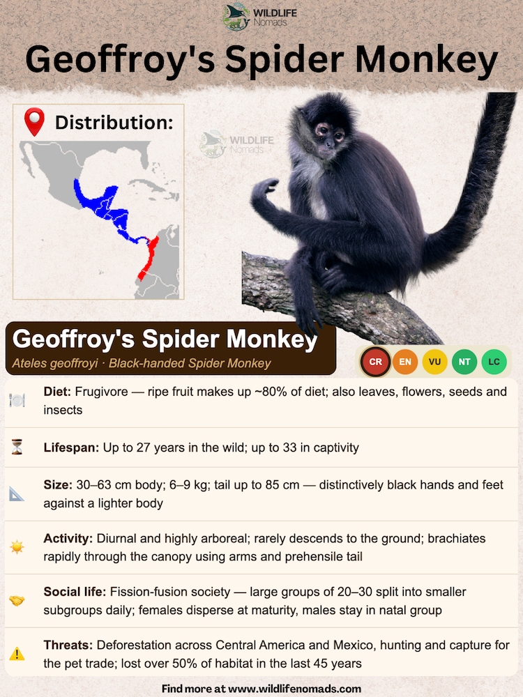 Geoffroy's Spider Monkey pecie sprofile