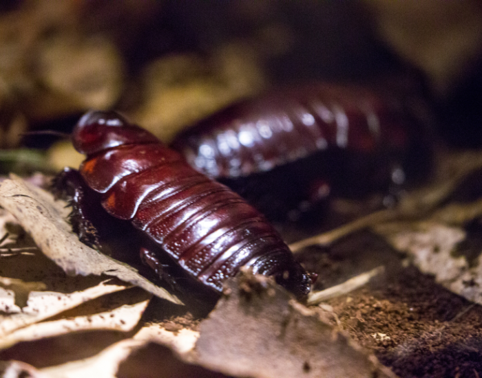 Giant-Burrowing-Cockroach-Macropanesthia-rhinoceros.webp close up of two Giant Burrowing Cockroaches
