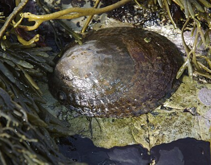 Giant-Owl-Limpet-Lottia-gigantea.webp close up of a Giant Owl Limpet