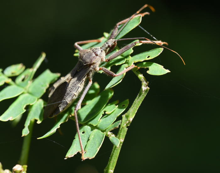 Giant-Water-Bug-Lethocerus.webp Giant Water Bug standing on a leaf