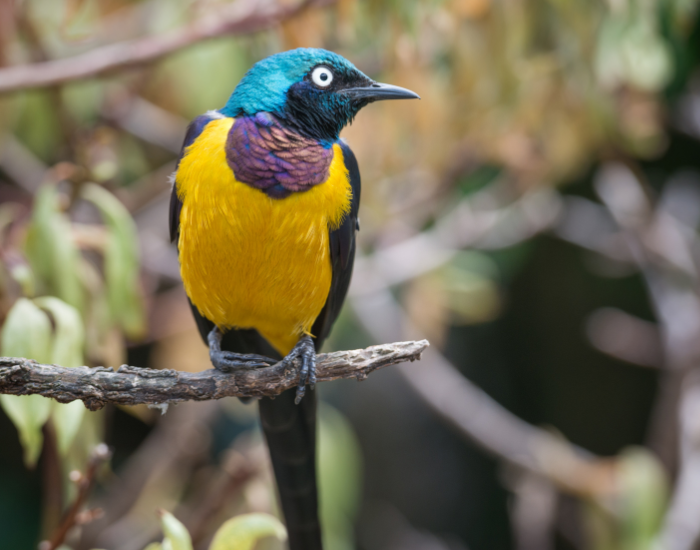 Golden-breasted-Starling-Lamprotornis-regius-2.webp a Golden-breasted Starling bird on a tree