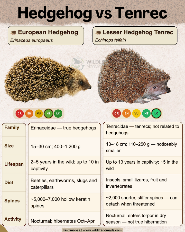 infographic chart showing comparison Hedgehog vs Tenrec