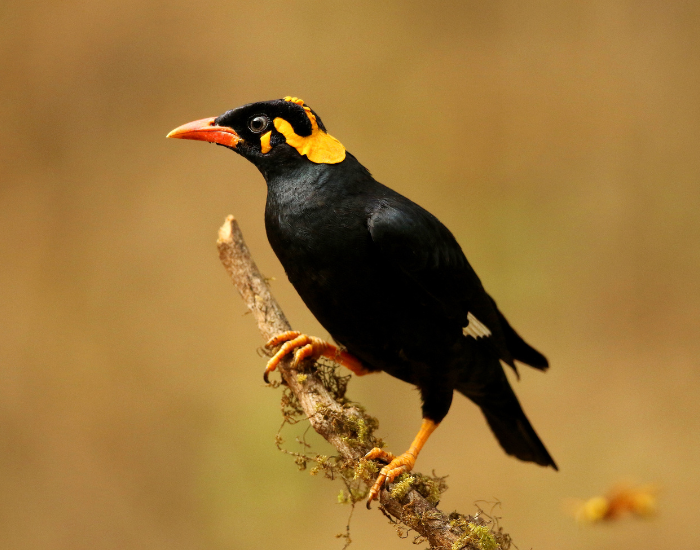 Hill-Myna-Gracula-religiosa.webp Hill Myna on a tree